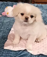 Mai Ling, a female Pekingese for sale in Deer Park, TX – 1 of 3