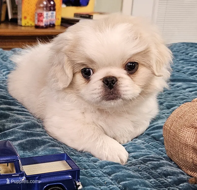 Bubbles – Pekingese puppy for sale in Deer Park, TX