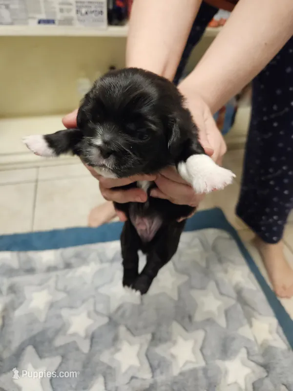 Elvis – Cavalier King Charles Spaniel, Pekingese puppy for sale in Deer Park, TX