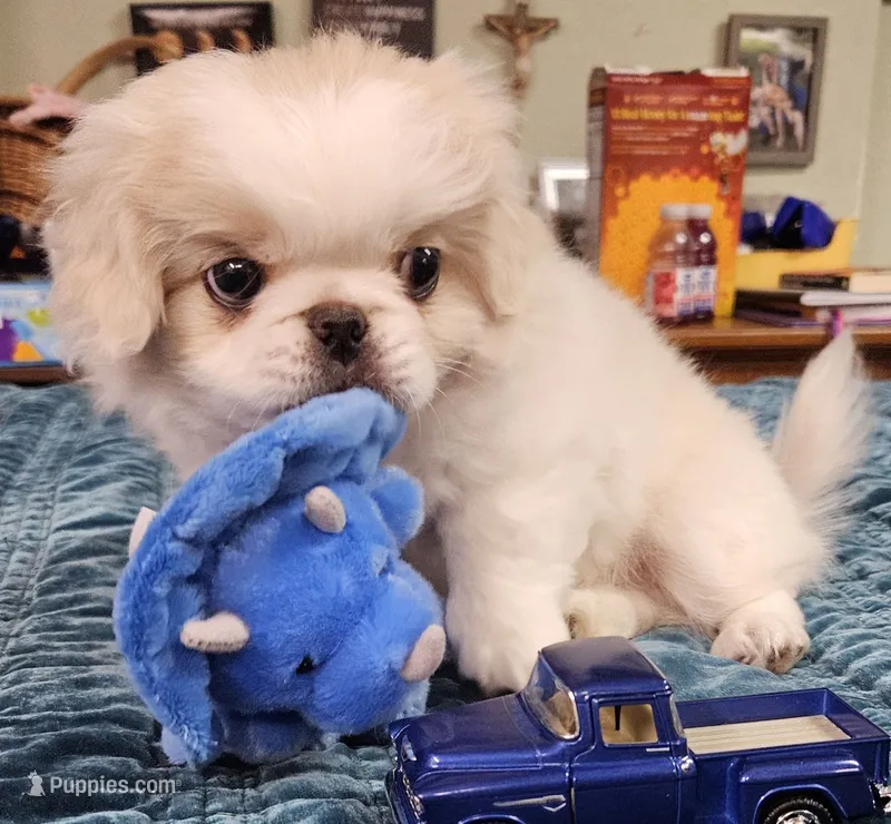 Bubbles – Pekingese puppy for sale in Deer Park, TX
