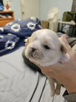Charlotte, a female Cavalier King Charles Spaniel and Pekingese for sale in Deer Park, TX – 1 of 3