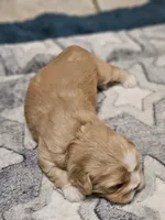 Dillon, a male Cavalier King Charles Spaniel and Pekingese for sale in Deer Park, TX – 2 of 2