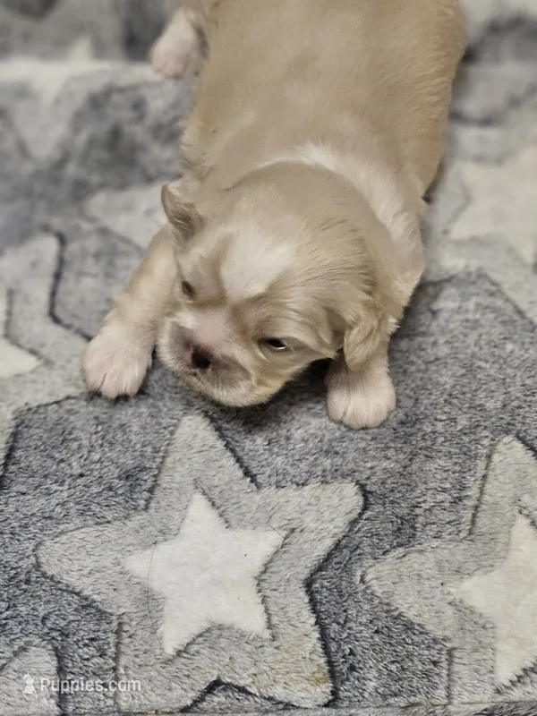 Mariah – Cavalier King Charles Spaniel, Pekingese puppy for sale in Deer Park, TX
