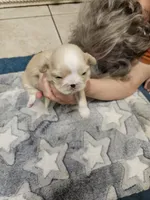 Gunner, a male Cavalier King Charles Spaniel and Pekingese for sale in Deer Park, TX – 1 of 2
