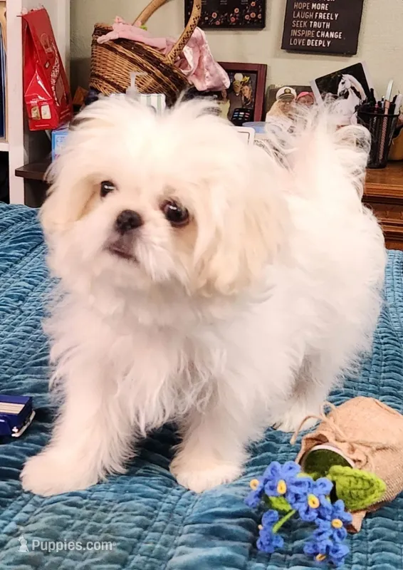 Cotton – Pekingese, Shih Tzu puppy for sale in Deer Park, TX