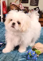 Cotton, a male Pekingese and Shih Tzu for sale in Deer Park, TX – 1 of 2