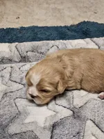 Dillon, a male Cavalier King Charles Spaniel and Pekingese for sale in Deer Park, TX – 1 of 2