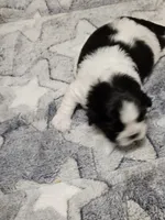 Jackson, a male Cavalier King Charles Spaniel and Pekingese for sale in Deer Park, TX – 3 of 3