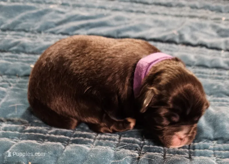 Elvis – Cavalier King Charles Spaniel, Pekingese puppy for sale in Deer Park, TX