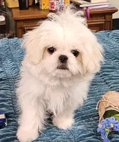 Cotton, a male Pekingese and Shih Tzu for sale in Deer Park, TX – 2 of 2