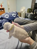 Charlotte, a female Cavalier King Charles Spaniel and Pekingese for sale in Deer Park, TX – 3 of 3