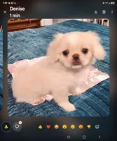 Mai Ling, a female Pekingese for sale in Deer Park, TX – 3 of 3