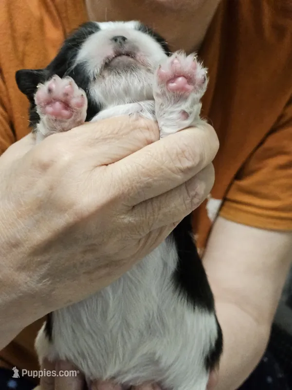 Jackson – Cavalier King Charles Spaniel, Pekingese puppy for sale in Deer Park, TX
