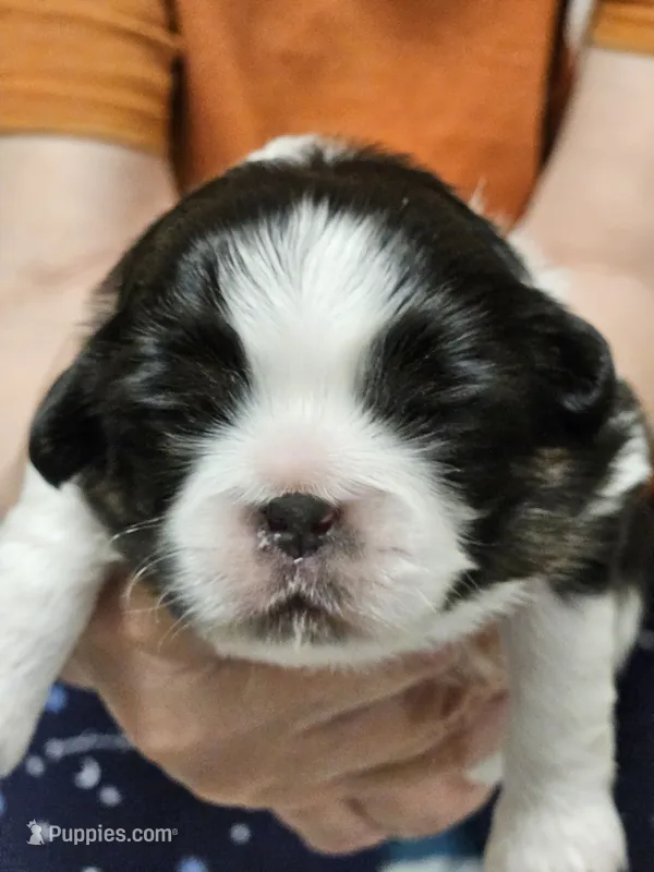 Jackson – Cavalier King Charles Spaniel, Pekingese puppy for sale in Deer Park, TX