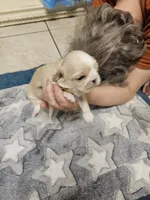 Gunner, a male Cavalier King Charles Spaniel and Pekingese for sale in Deer Park, TX – 2 of 2
