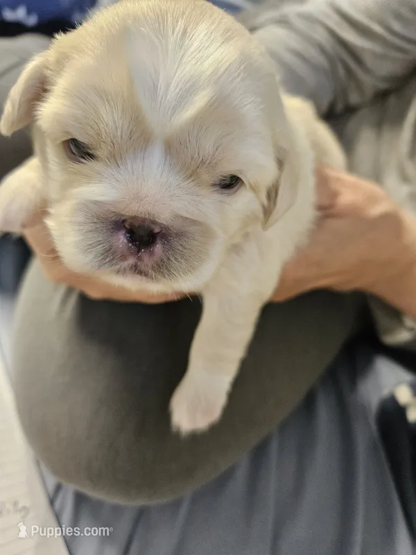 Sophia – Cavalier King Charles Spaniel, Pekingese puppy for sale in Deer Park, TX