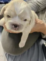 Sophia, a female Cavalier King Charles Spaniel and Pekingese for sale in Deer Park, TX – 1 of 2