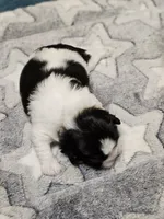 Jackson, a male Cavalier King Charles Spaniel and Pekingese for sale in Deer Park, TX – 3 of 3