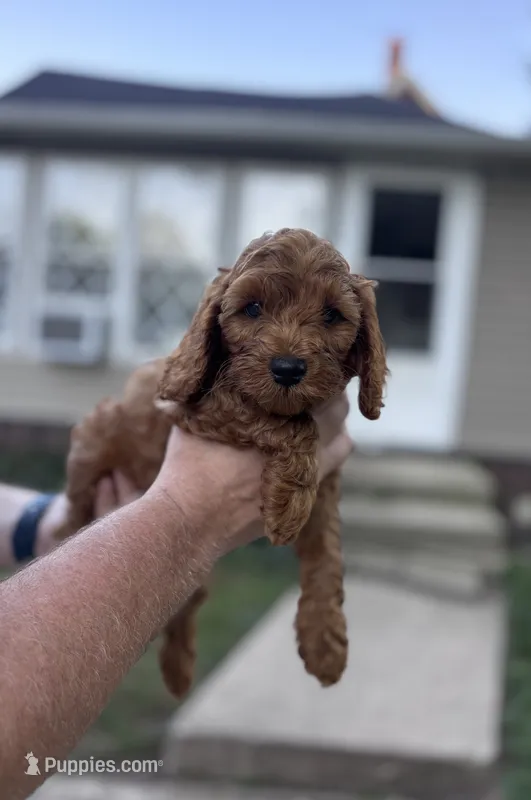 Waylon – Cockapoo puppy for sale in Mechanicsburg, OH