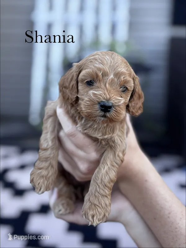 Shania – Cockapoo puppy for sale in Mechanicsburg, OH