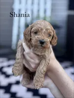 Shania, a female Cockapoo for sale in Mechanicsburg, OH – 1 of 1