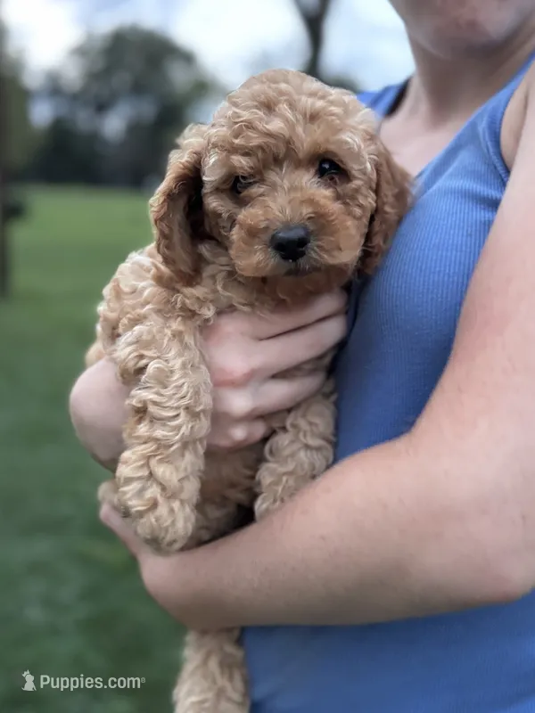 Dolly – Cockapoo puppy for sale in Mechanicsburg, OH