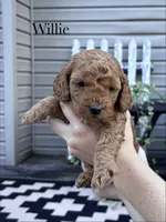Willie, a female Cockapoo for sale in Mechanicsburg, OH – 1 of 1