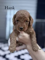 Hank, a female Cockapoo for sale in Mechanicsburg, OH – 1 of 1