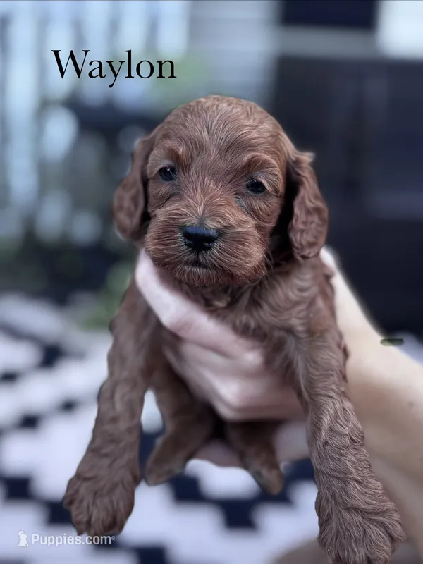Waylon – Cockapoo puppy for sale in Mechanicsburg, OH