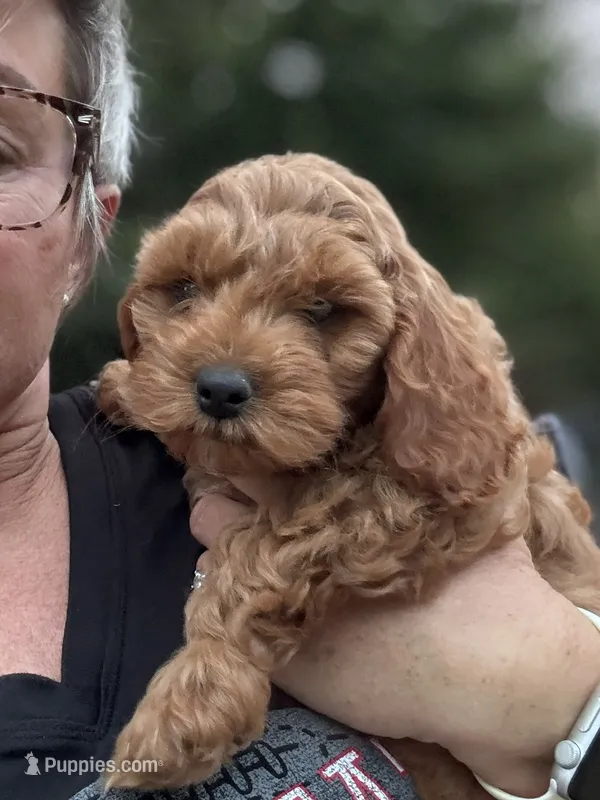 Shania – Cockapoo puppy for sale in Mechanicsburg, OH