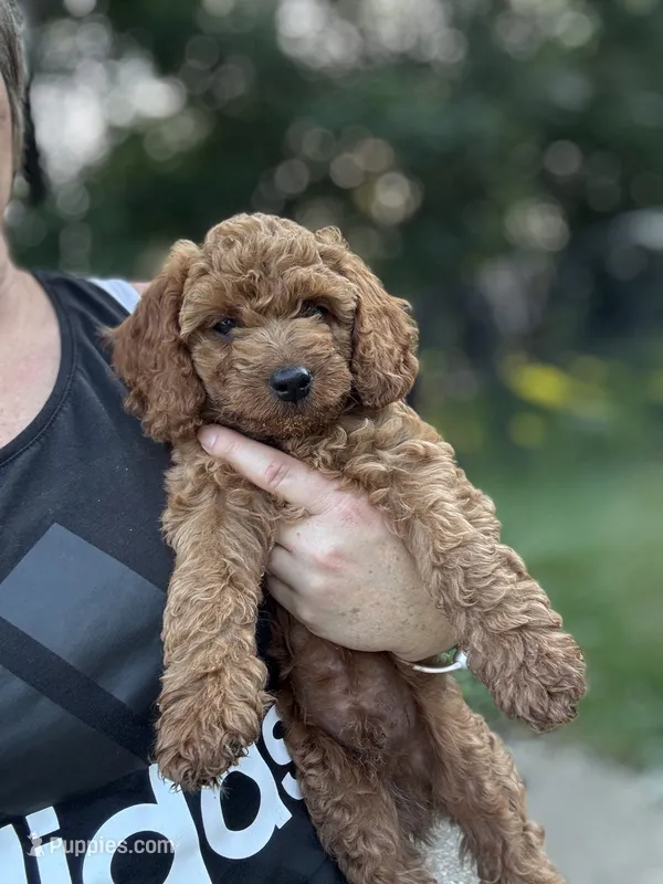 Willie – Cockapoo puppy for sale in Mechanicsburg, OH