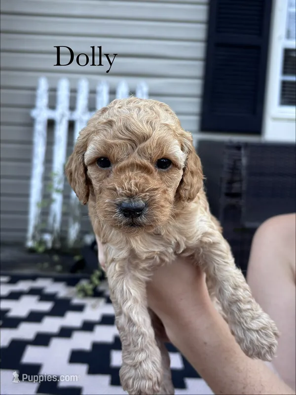 Dolly – Cockapoo puppy for sale in Mechanicsburg, OH