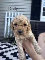 Dolly, a female Cockapoo for sale in Mechanicsburg, OH – 1 of 1
