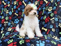 Candy, a female Poodle - Miniature  for sale in Lakeland, FL – 6 of 7
