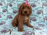 Blaire, a female Cavapoo for sale in Lakeland, FL – 2 of 7