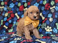 Lane, a male Cavapoo for sale in Lakeland, FL – 4 of 8