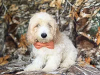 Ollie, a male Cockapoo for sale in Lakeland, FL – 1 of 9