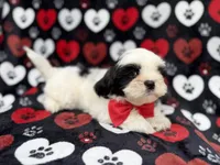 Sebastian, a male Shih Tzu and Shichon for sale in Lakeland, FL – 6 of 10