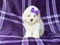 Hope, a female Bichpoo for sale in Lakeland, FL – 8 of 9