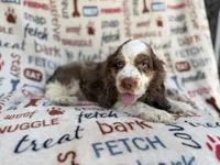 Tripp, a male Cocker Spaniel for sale in Lakeland, FL – 1 of 7