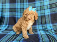 Trixie, a female Cockapoo for sale in Lakeland, FL – 5 of 9