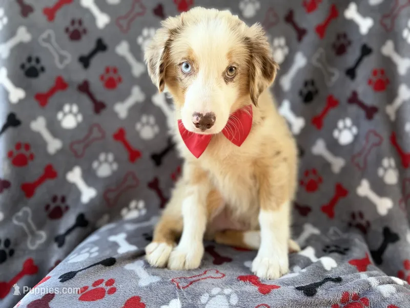 Browser  – Miniature Australian Shepherd puppy for sale in Lakeland, FL