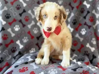 Browser , a male Miniature Australian Shepherd for sale in Lakeland, FL – 1 of 8