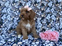 Mia, a female Cavapoo and Poodle - Miniature  for sale in Lakeland, FL – Photo 7 of 9
