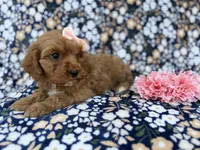 Mia, a female Cavapoo and Poodle - Miniature  for sale in Lakeland, FL – Photo 3 of 9