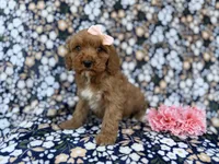 Mia, a female Cavapoo and Poodle - Miniature  for sale in Lakeland, FL – Photo 5 of 9