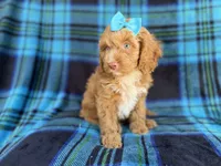 Trixie, a female Cockapoo for sale in Lakeland, FL – 2 of 9