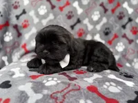 Scout, a male Shih Tzu and Shichon for sale in Lakeland, FL – 3 of 8