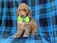 Simba, a male Poodle - Miniature  for sale in Lakeland, FL – 8 of 9