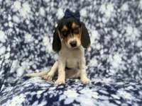 Whitney, a female Beagle for sale in Lakeland, FL – 3 of 9